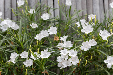 white flowers in the garden