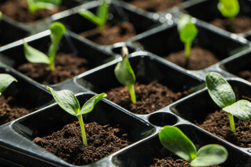 Seedling tray with young vegetable sprouts, closeup