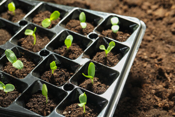 Seedling tray with young vegetable sprouts on ground outdoors