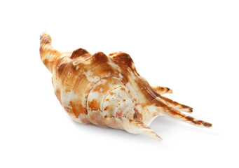 Beautiful exotic sea shell isolated on white