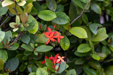 Flores