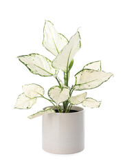 Beautiful Aglaonema plant in flowerpot isolated on white. House decor