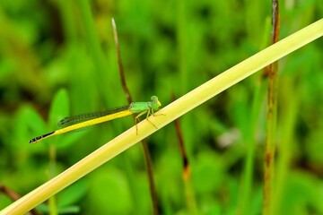 のんびりくつろぐきれいなレモン色のキイトトンボ