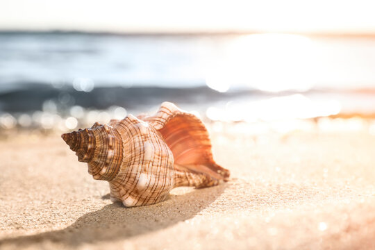 Beautiful exotic sea shell on sunlit sandy beach
