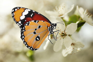 Beautiful plain tiger butterfly on blossoming tree branch, closeup