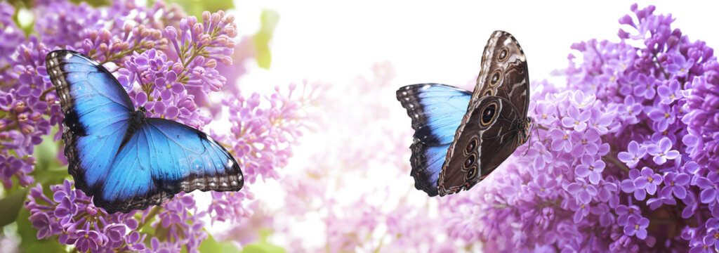 Amazing common morpho butterflies on lilac flowers in garden, banner design