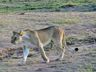 lioness in the grass