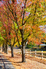 Fototapeta na wymiar Autumn trees along a ranch fence