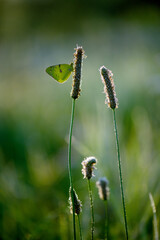 a yellow butterfly Colias hyale on a blade of grass early in the morning waiting for the first rays of the sun