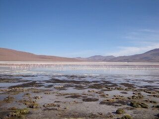 bolivian altiplano lake mountains flamingos