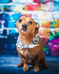Shy Dog In Bandana On Rainbow Brick Backdrop