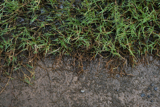 A close-up shot showing green grass runners spreading over dark, moist soil. The image highlights the natural texture of the creeping stems and roots as they establish growth on the ground surface.