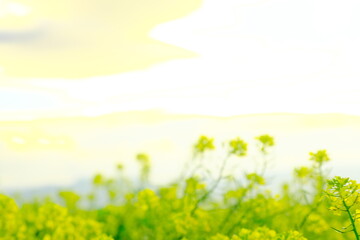 Obraz premium 丘の上で咲く美しい黄色い花