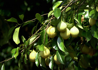 nutmeg on tree