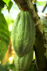 green cacao fruit