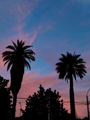 palm trees at sunset