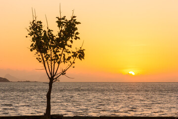 Fototapeta na wymiar Tree at sunrise Koh Lanta, Krabi, Thailand