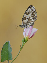 a butterfly Melanargia galathea on a pink field flower awaits dawn spreading its wings