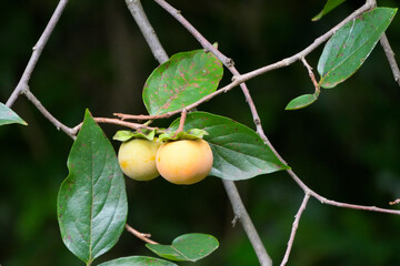 黄色く色づいた小さな柿の実