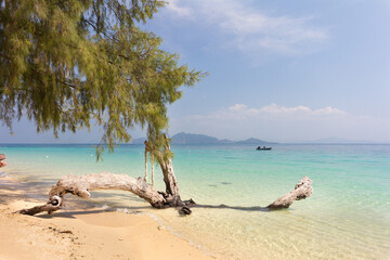Tree and white sand beach at Koh Kradan, Trang province, Thailand