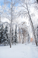 Tree branches covered with white fluffy snow, winter in forest, bright blue sky background, beautiful nature, seasonal landscape, Russia, Siberia, frosty sunny winter day card