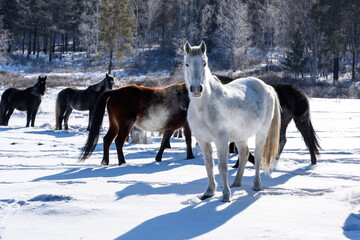 Wild brown and white horses walking on the field in winter in Russia