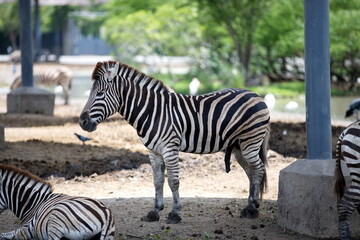 Fototapeta na wymiar A zebra is standing indoors. The penis protrudes very long.