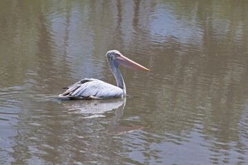 A pelican swims in a lake on a sunny day.