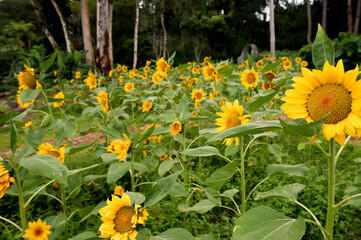 Blooming sunflowers facing the sun in a sunflower field