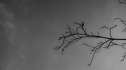 Tree branches with black and white sky background