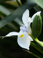 Obraz premium White Iris flower in bloom