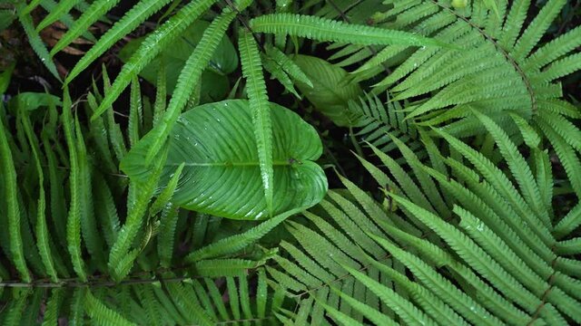 Overhead shot of plants in jungle