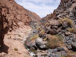 river in the desert canyon, atacama, chile