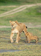 Fototapeta na wymiar Vertical portrait of a lioness and her two cubs in Ndutu in Tanzania