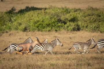 Fototapeta na wymiar Herd of zebra running together with one topi antelope in Masai Mara in Kenya
