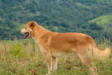 perro criollo 