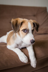 Puppy lying on the couch looking suspicious