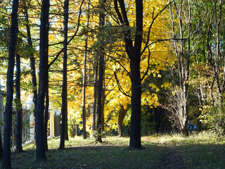 yellow maples in the autumn forest on a blurred background