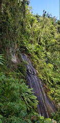 Forest in Puerto Rico