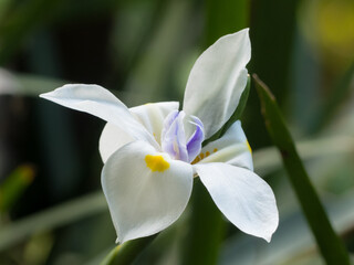 White Iris flower in bloom