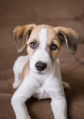 Puppy on a couch looking at the camera