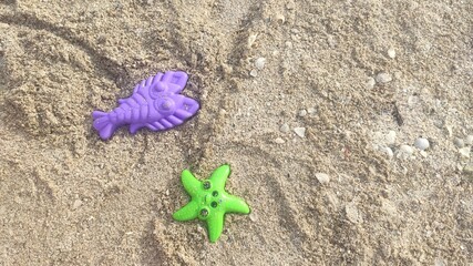 starfish on the beach