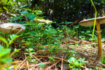 wild mushrooms in the forest