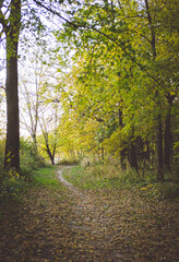 Fototapeta na wymiar Walking Path in the Woods in Autumn