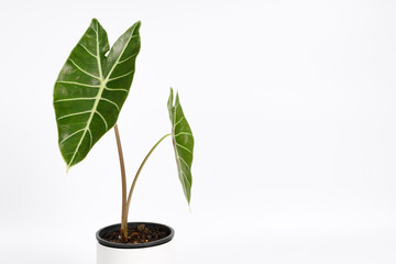 Alocasia longiloba plant (Elephant ear). This is a exotic rainforest tropical plant of Southeast Asia in a pot on white background