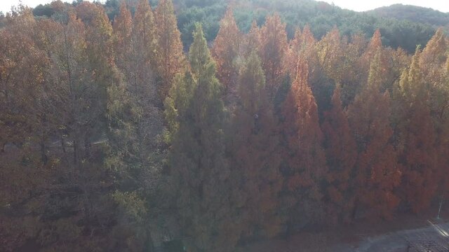 Beautiful morning aerial view of evergreen trees in fall colors with soft sun rays sweeping over the scene