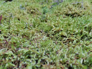 moss on the grass