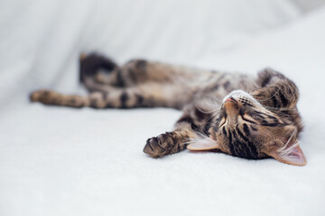 Little charcoal bengal kitty laying on the white background.