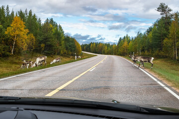 Reindeers walk on the road in Scandinavia