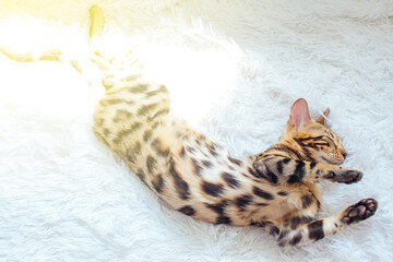 Obraz na płótnie Canvas Little Bengal kitty laying on the white background.